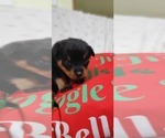 Small #8 Rottweiler