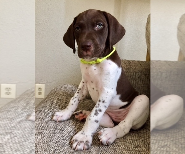 Medium Photo #4 German Shorthaired Pointer Puppy For Sale in AUSTIN, TX, USA