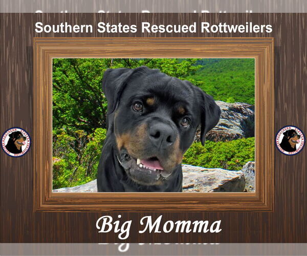 Medium Photo #1 Rottweiler Puppy For Sale in White Hall, AR, USA