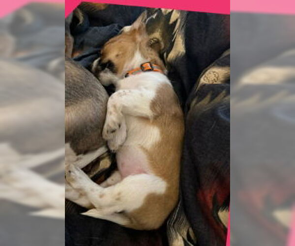 Medium Photo #2 Rat-Cha Puppy For Sale in Grafton, WI, USA