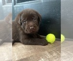 Small Photo #5 Labrador Retriever Puppy For Sale in OAKDALE, CA, USA