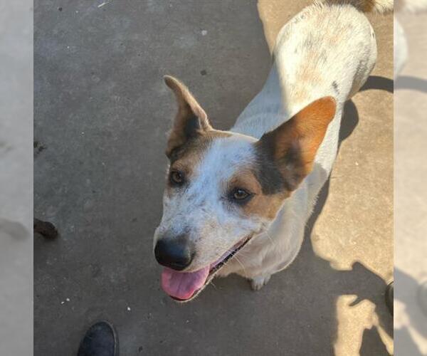 Medium Photo #1 Australian Cattle Dog Puppy For Sale in Santa Maria, CA, USA
