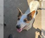 Small Australian Cattle Dog