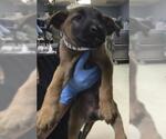 Small German Shepherd Dog