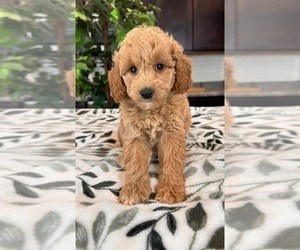 Goldendoodle (Miniature) Puppy for sale in INDIANAPOLIS, IN, USA