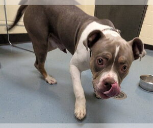 Bulldog-Unknown Mix Dogs for adoption in Denver, CO, USA