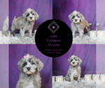 Small #5 Cockapoo