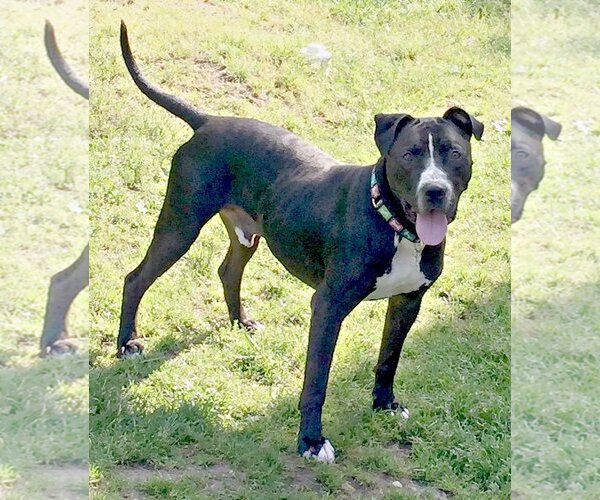 Medium Photo #3 Boxer-Staffordshire Bull Terrier Mix Puppy For Sale in Spring Lake, NJ, USA