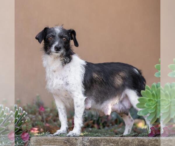 Medium Photo #6 Jack Russell Terrier-Unknown Mix Puppy For Sale in San Diego, CA, USA