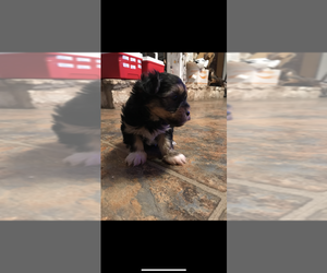 YorkiePoo Puppy for sale in HOUSTON, TX, USA