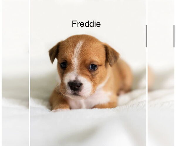 Medium Photo #5 Poodle (Toy)-Unknown Mix Puppy For Sale in Bellevue, WA, USA