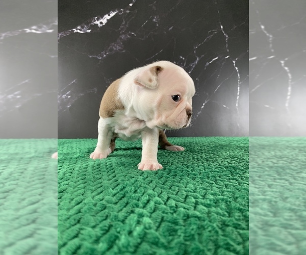 Medium Photo #21 Boston Terrier Puppy For Sale in TULARE, CA, USA