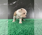 Small Photo #21 Boston Terrier Puppy For Sale in TULARE, CA, USA