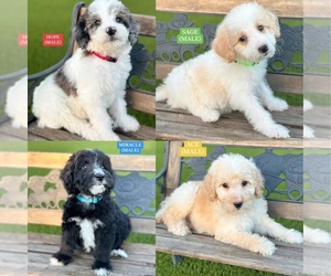 Bordoodle Puppy for Sale in ALLEN, Texas USA