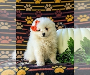 Pomeranian Puppy for sale in CHRISTIANA, PA, USA