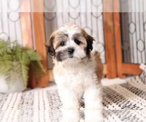 Zuchon Puppy for sale in NAPLES, FL, USA