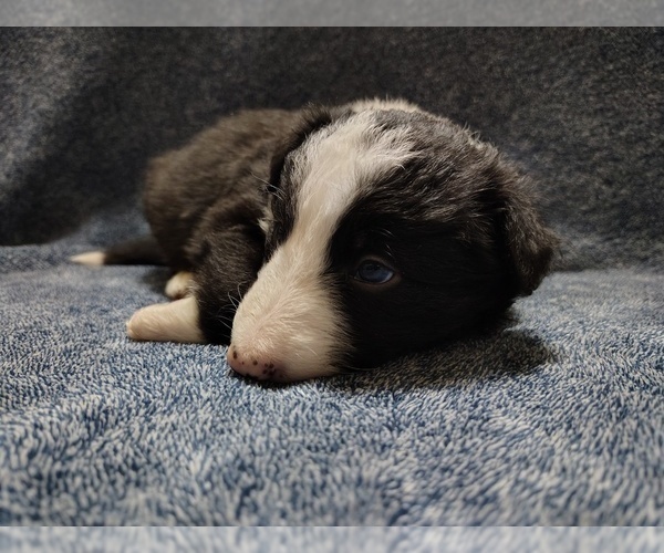 Medium Photo #34 Border Collie Puppy For Sale in NORBORNE, MO, USA