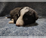 Small #33 Border Collie