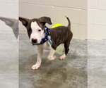 Small #2 Mutt