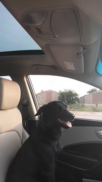 Medium Photo #1 Labradoodle Puppy For Sale in SUGAR LAND, TX, USA