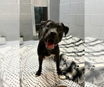 Raven - Female American Staffordshire Terrier-Labrador Retriever Mix Dog for Adoption - Small photo