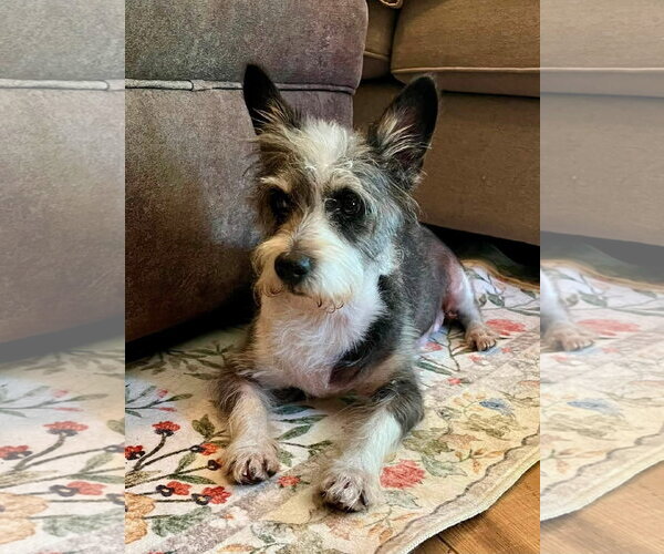 Medium Photo #2 Miniature Schnauzer-Unknown Mix Puppy For Sale in Germantown, OH, USA