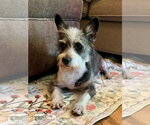 Small #1 Miniature Schnauzer Mix