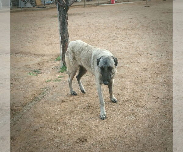 Medium Photo #5 German Shepherd Dog-Unknown Mix Puppy For Sale in Apple Valley, CA, USA