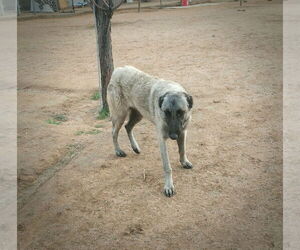 Paprika - of the Belgian Malinois x family - Female German Shepherd Dog-Unknown Mix Dog for Adoption - Photo #5