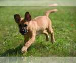Small #4 Retriever  Mix