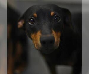 Mutt Dogs for adoption in San Antonio, TX, USA