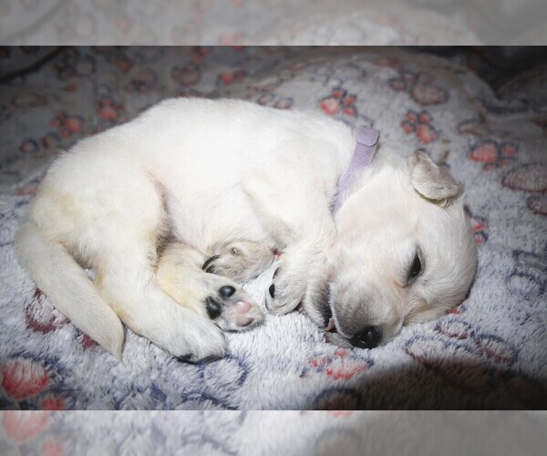 Medium Photo #2 English Cream Golden Retriever Puppy For Sale in LANCASTER, WI, USA