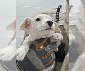 Labrador Retriever-Unknown Mix Dogs for adoption in Temple, TX, USA