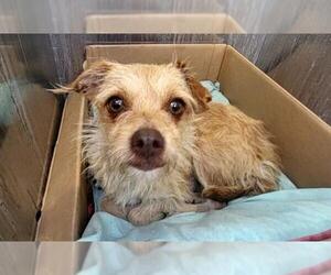 Mutt Dogs for adoption in San Antonio, TX, USA