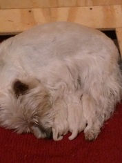 West Highland White Terrier Puppy for sale in MULVANE, KS, USA