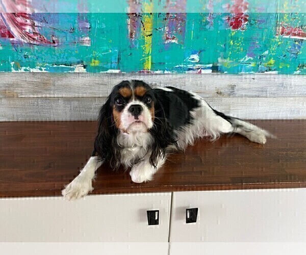 Medium Photo #1 Cavalier King Charles Spaniel Puppy For Sale in MIAMI, FL, USA