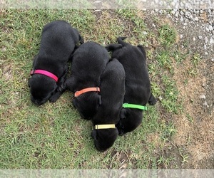 Labrador Retriever Puppy for sale in GREENVILLE, NC, USA