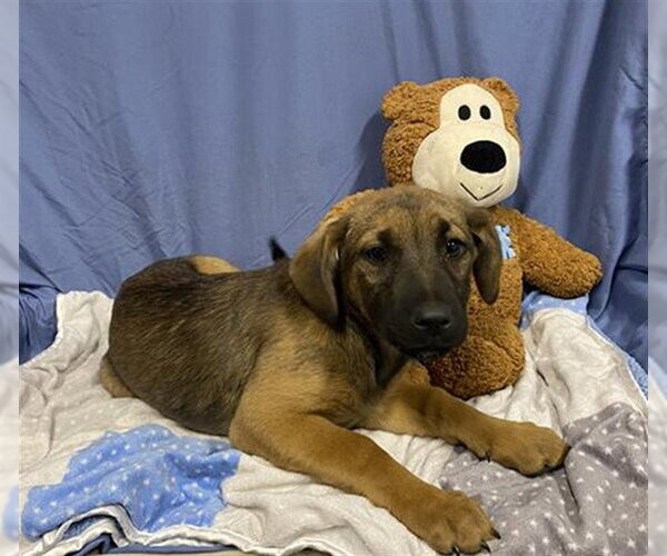 Medium Photo #1 German Shepherd Dog-Unknown Mix Puppy For Sale in Modesto, CA, USA