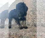 Small #11 Poodle (Miniature)-Poodle (Standard) Mix