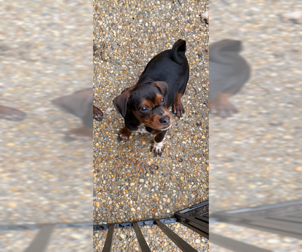 Medium Photo #7 Cheagle Puppy For Sale in Jackson Township, NJ, USA