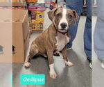 Small #1 American Pit Bull Terrier-Plott Hound Mix