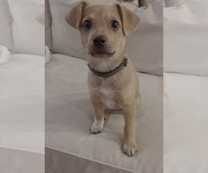 Mutt Dogs for adoption in Bellevue, WA, USA