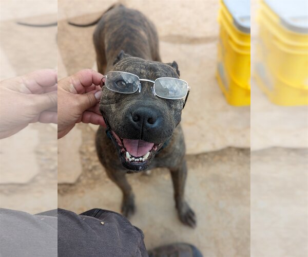 Medium Photo #1 Bulloxer Puppy For Sale in Pena Blanca, NM, USA