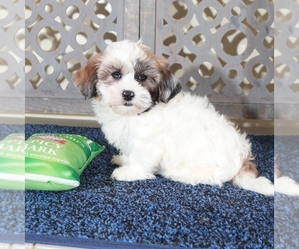 Medium Photo #2 ShihPoo Puppy For Sale in MOUNT VERNON, OH, USA