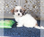 Small #1 ShihPoo
