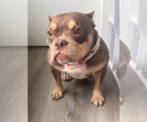 Bulldog-Unknown Mix Dogs for adoption in St. Louis Park, MN, USA
