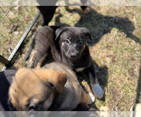 Medium Photo #4 German Shepherd Dog Puppy For Sale in Minneapolis, MN, USA