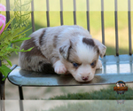 Small #15 Miniature Australian Shepherd