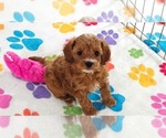 Small #3 Cavapoo (Miniature)-Poodle (Toy) Mix