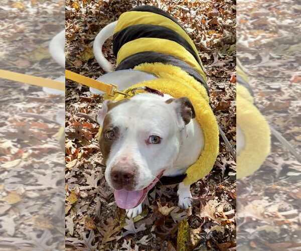 Medium Photo #7 American Staffordshire Terrier-Unknown Mix Puppy For Sale in Holly Springs, NC, USA